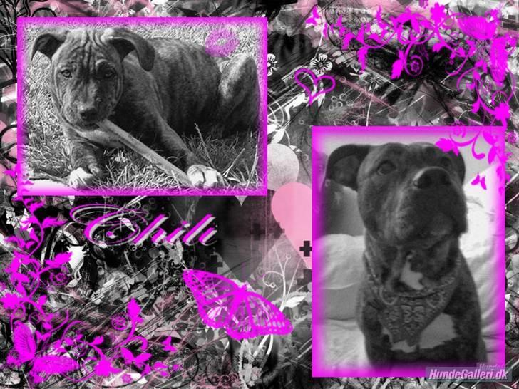 Blanding af racer Chili * Himmelhund* - tak til Jeanette H , for det fine billede :) billede 15
