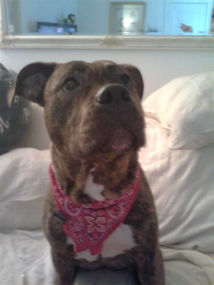 Blanding af racer Chili * Himmelhund* - Skal jeg ha den charmeklud på, moar?? billede 17