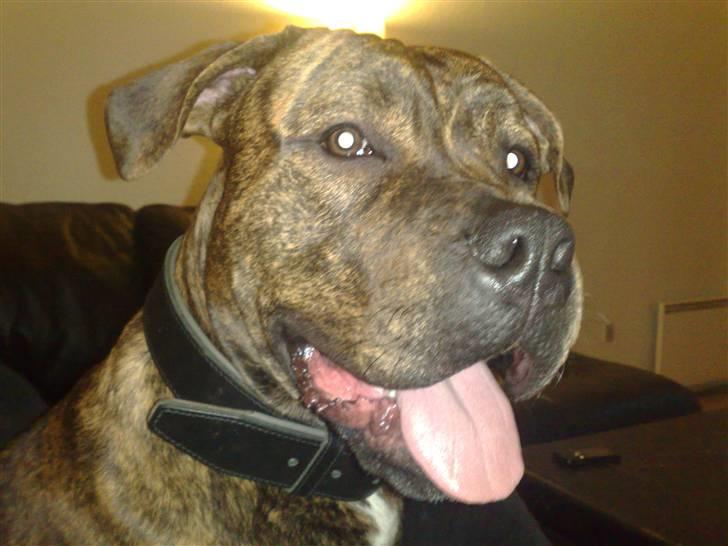 Blanding af racer AMSTAFF/PRESA PABLO R.I.P billede 1