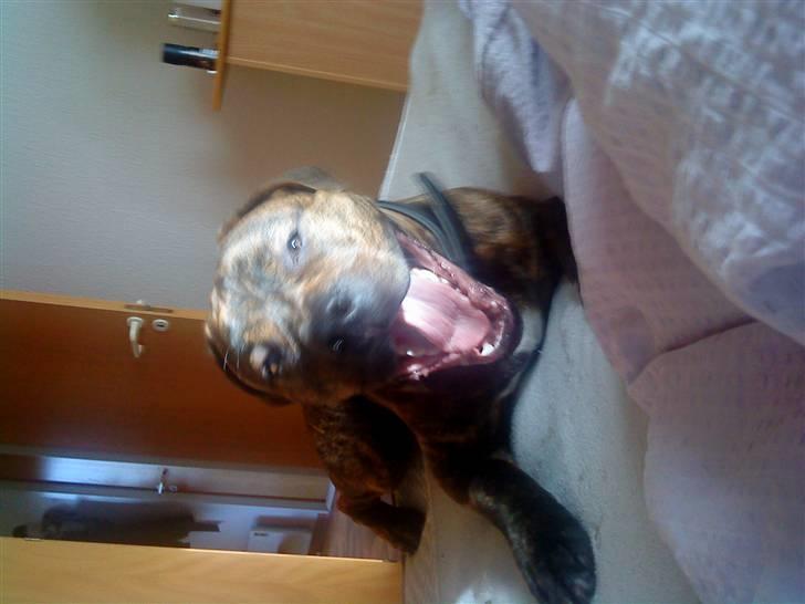 Blanding af racer AMSTAFF/PRESA PABLO R.I.P billede 8