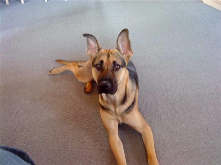 Blanding af racer Freja R.I.P d. 2/7-09 billede 1