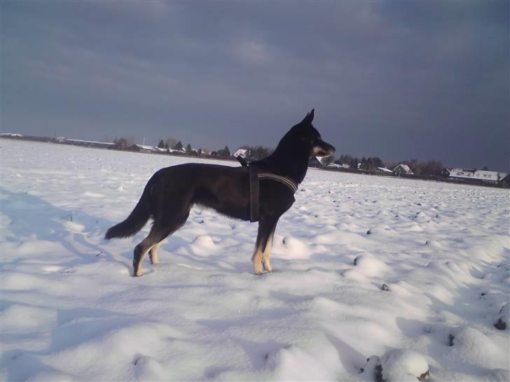 Blanding af racer Nikita billede 5