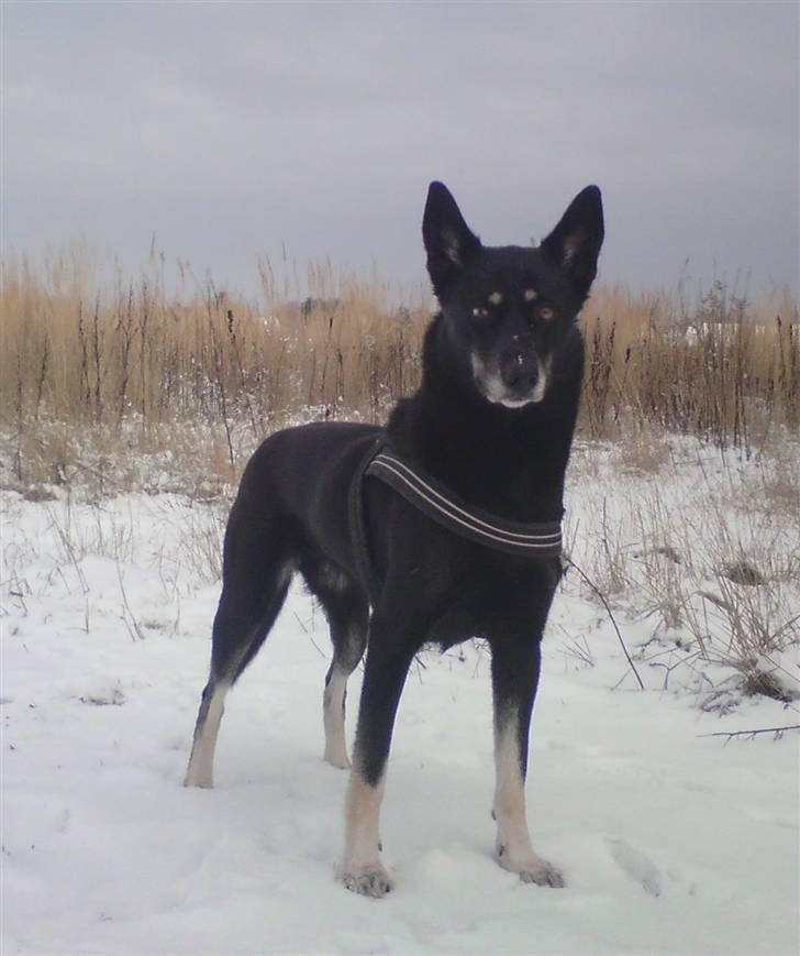 Blanding af racer Nikita - hvad nu mor? billede 6