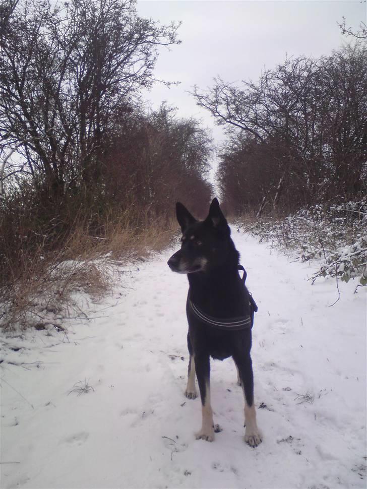 Blanding af racer Nikita billede 7