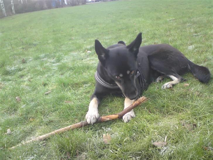 Blanding af racer Nikita - alt for lækker pind billede 8