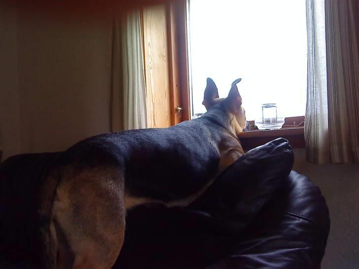 Blanding af racer Freja R.I.P d. 2/7-09 - Jeg holder øje med jer!!! billede 2