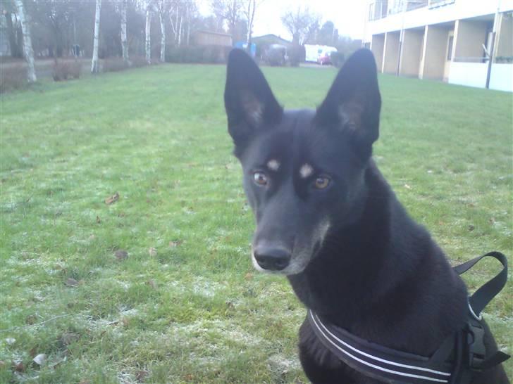 Blanding af racer Nikita - har jeg store øre eller hvad billede 9