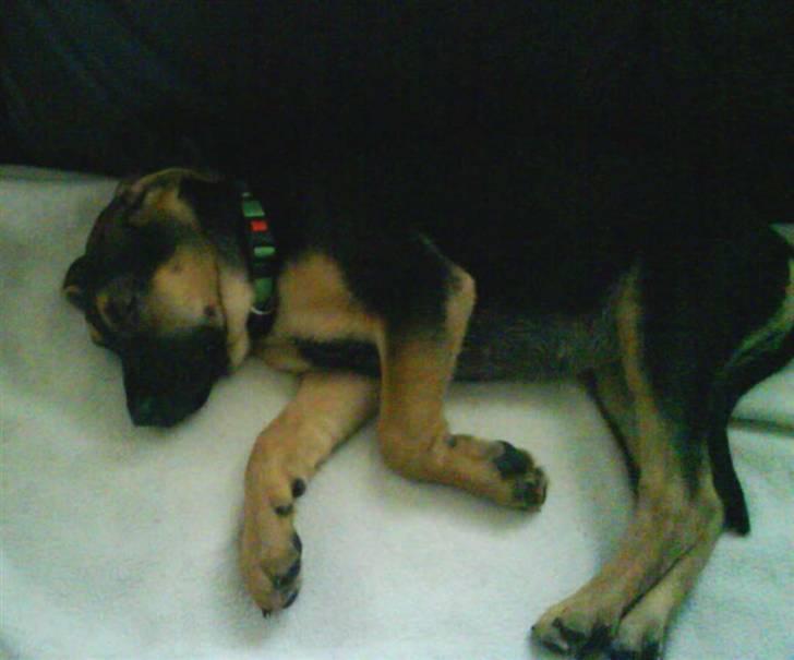 Blanding af racer Freja R.I.P d. 2/7-09 - Lille Freja. Her havde vi næsten lige fået hende hjem. Hun var meget træt. billede 3