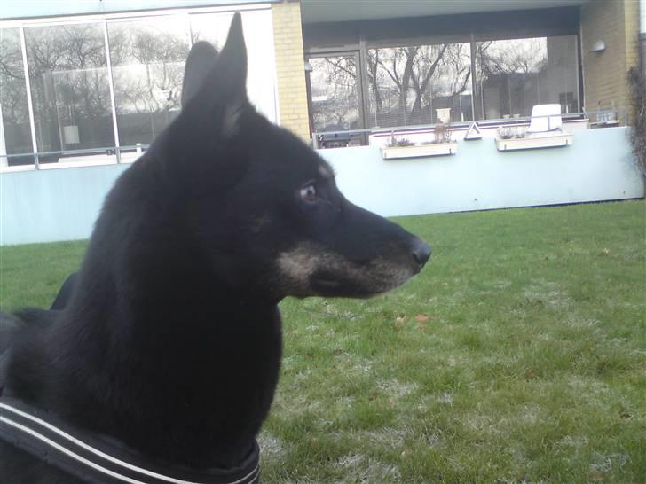 Blanding af racer Nikita - i side profil billede 10