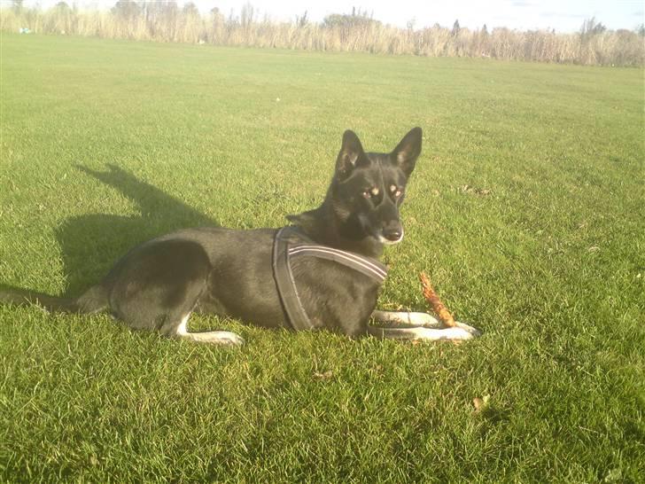 Blanding af racer Nikita billede 11