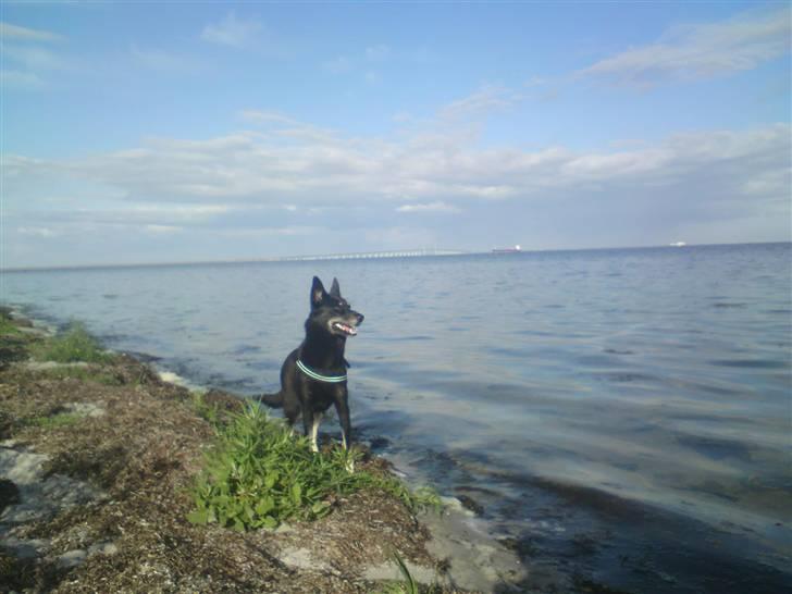 Blanding af racer Nikita billede 12