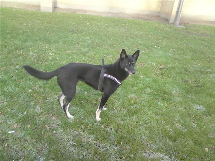 Blanding af racer Nikita billede 13