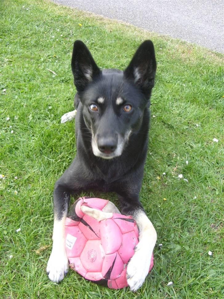 Blanding af racer Nikita billede 14