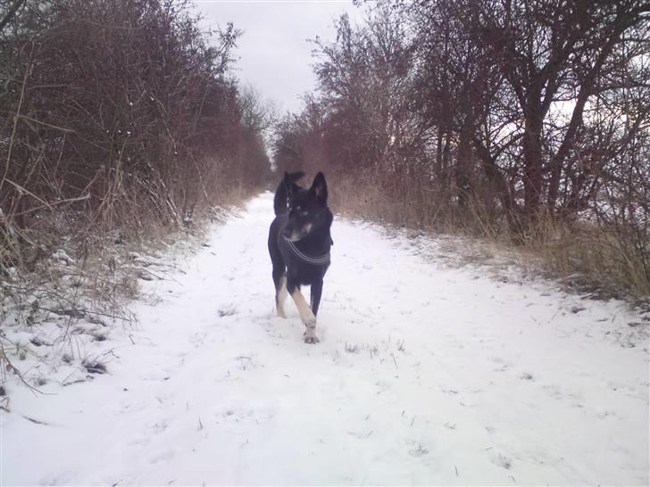 Blanding af racer Nikita - dejligt med sne billede 15