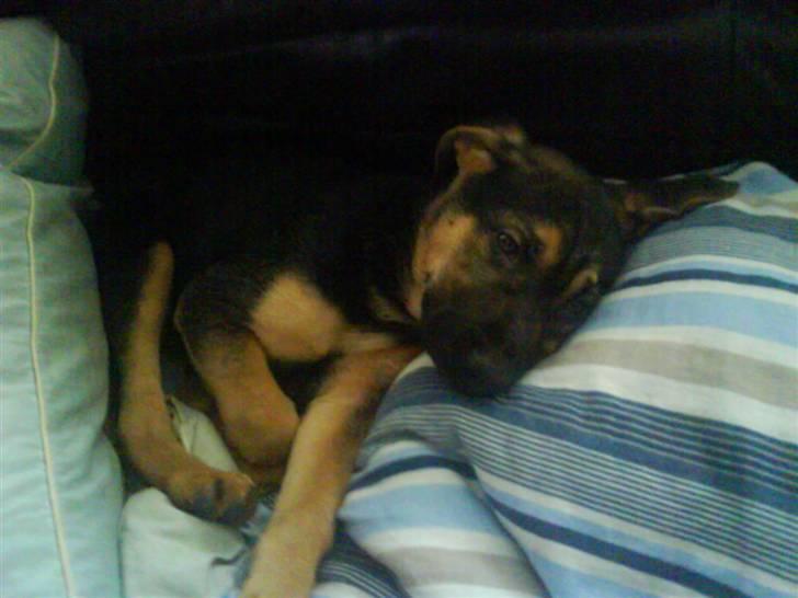 Blanding af racer Freja R.I.P d. 2/7-09 - Det var dengang hun var lille og nuttet:) billede 4