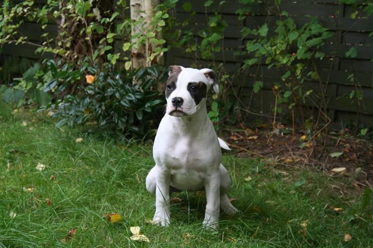Amerikansk bulldog VBA´s Darling aka Maya billede 2