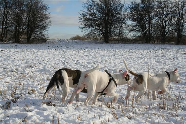 Amerikansk bulldog VBA´s Darling aka Maya billede 3