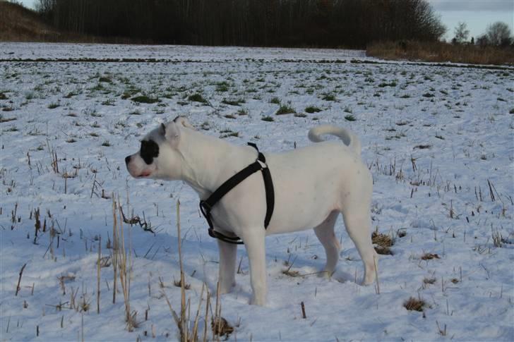 Amerikansk bulldog VBA´s Darling aka Maya billede 4