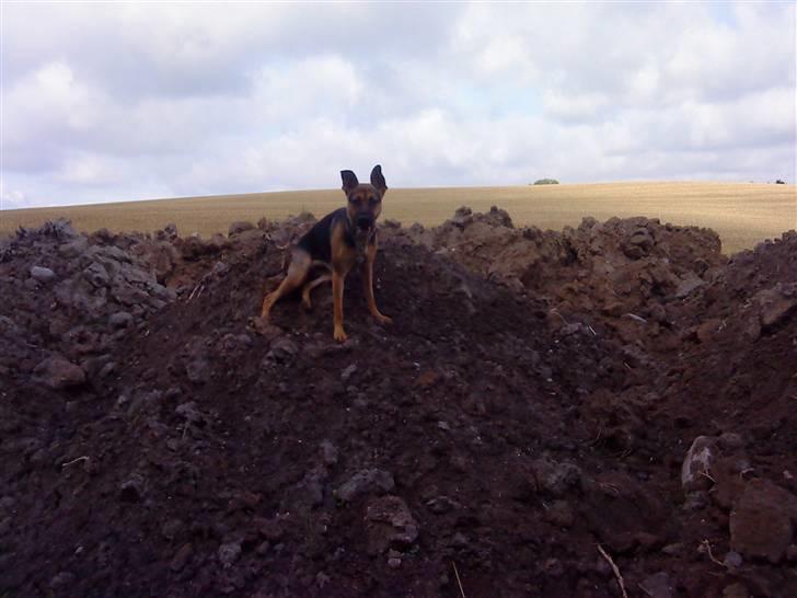 Blanding af racer Freja R.I.P d. 2/7-09 - Ja hun var beskidt da vi kom hjem, men sjovt var det da. billede 5