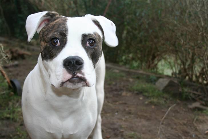 Amerikansk bulldog VBA´s Darling aka Maya billede 5