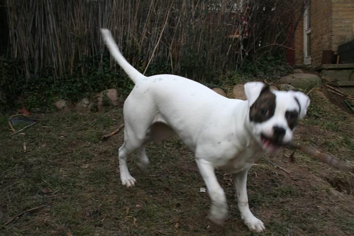 Amerikansk bulldog VBA´s Darling aka Maya billede 6