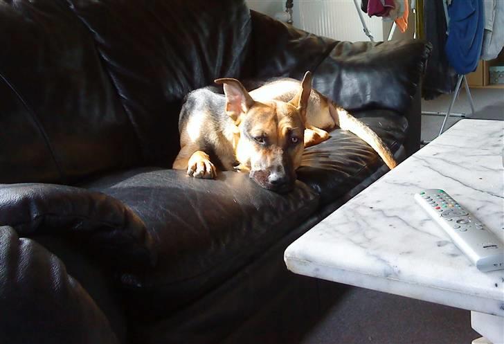 Blanding af racer Freja R.I.P d. 2/7-09 - Dovne hund:P billede 6