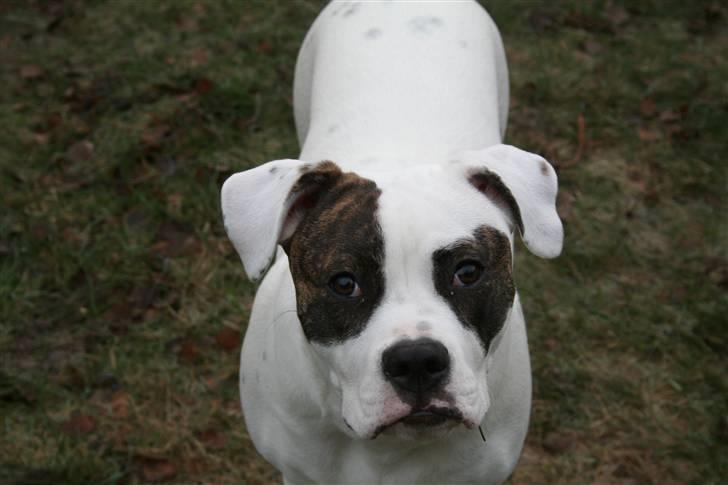Amerikansk bulldog VBA´s Darling aka Maya billede 7