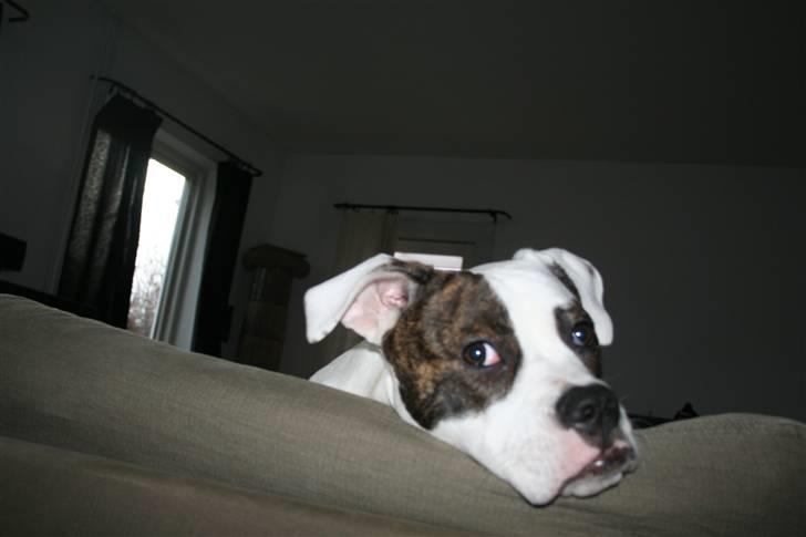 Amerikansk bulldog VBA´s Darling aka Maya billede 8