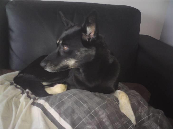 Blanding af racer Nikita billede 16