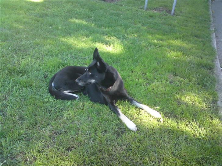 Blanding af racer Nikita billede 17