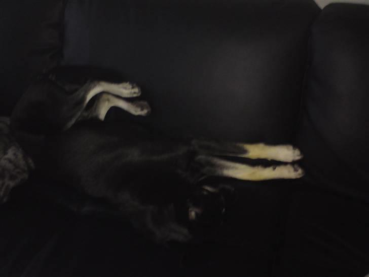 Blanding af racer Nikita - ja jeg var meget træt der billede 18