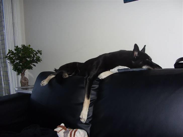 Blanding af racer Nikita - zzzzzzz lang tur zzzzzzz billede 19