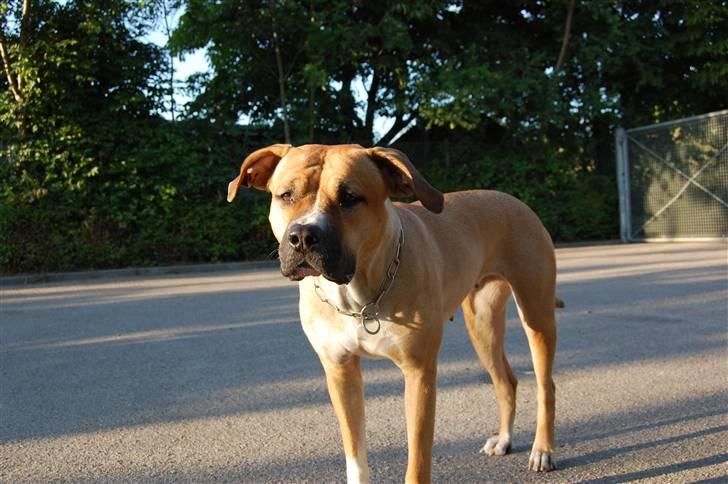 Blanding af racer Ciska.  - min smukke hund. foto; HN-foto billede 19