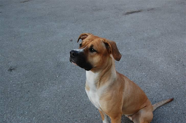 Blanding af racer Ciska.  - min vuffer foto; HN-foto. billede 20