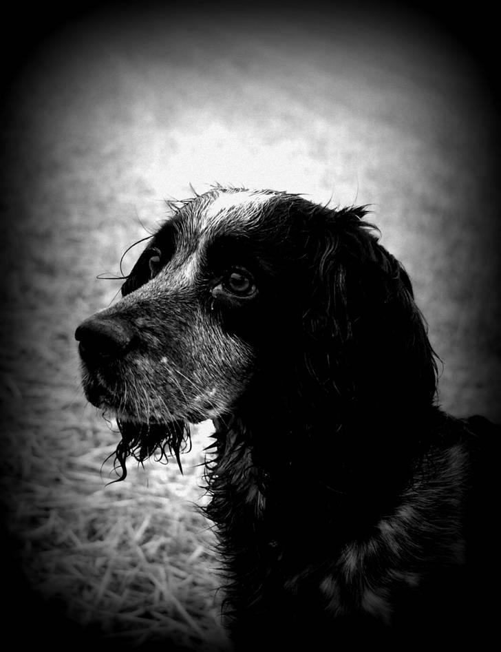 Field Trial Cockerspaniel lexi billede 1