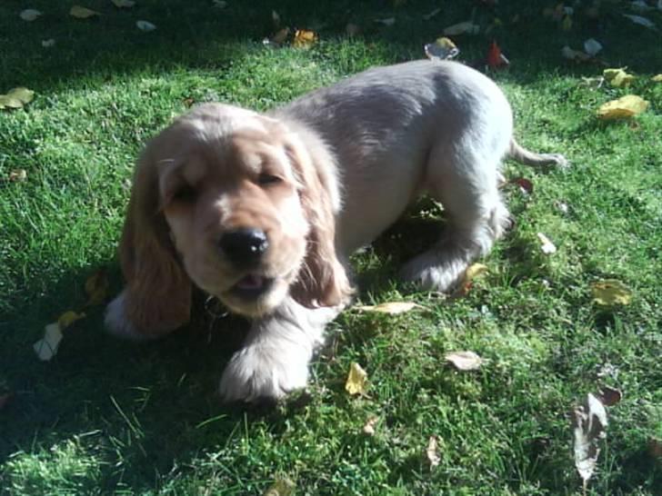 Cocker spaniel gizmo<3 - gizmo billede 1