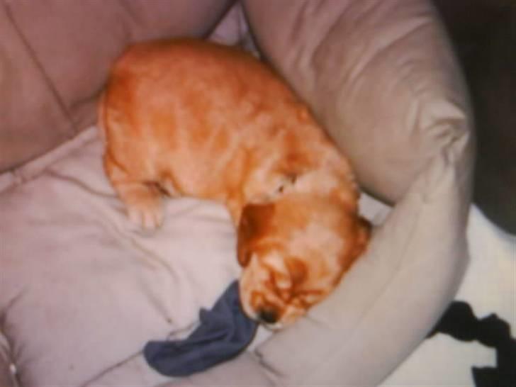 Cocker spaniel gizmo<3 - gizmo fra han var helt lille´ billede 2