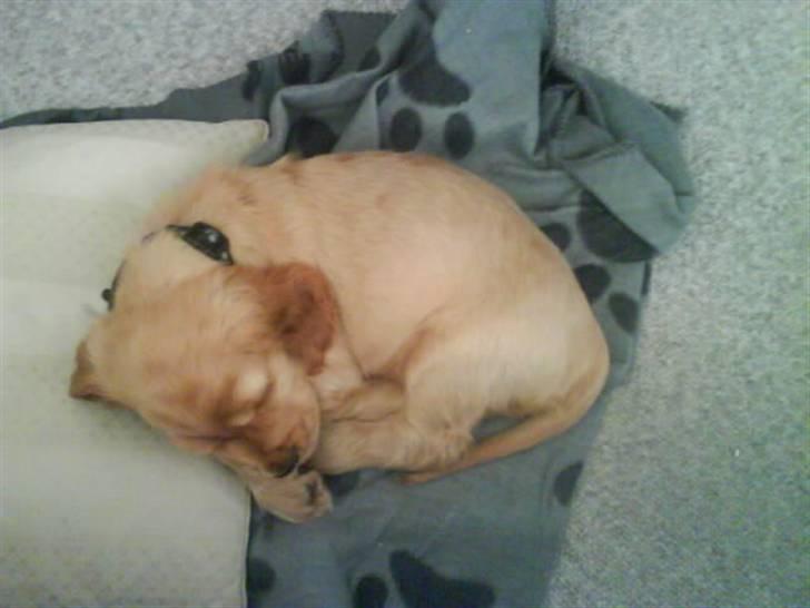 Cocker spaniel gizmo<3 - dagen efter vi fik gizmo billede 3