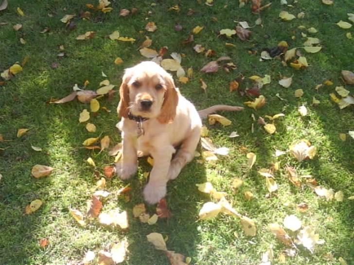 Cocker spaniel gizmo<3 - et par dage efter vi fik ham billede 4