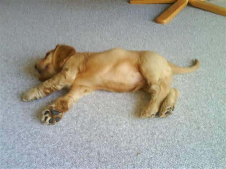 Cocker spaniel gizmo<3 - jeg er så trat billede 5