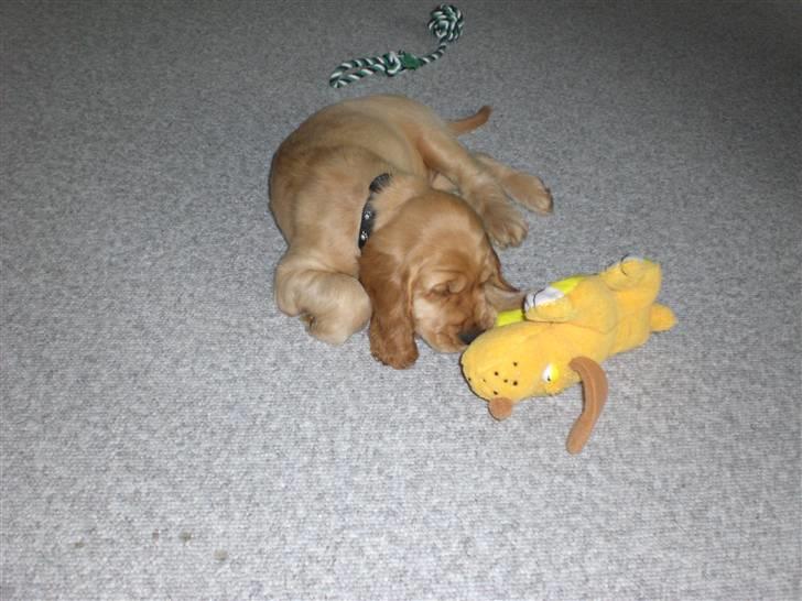 Cocker spaniel gizmo<3 - hans elskede bamse billede 6