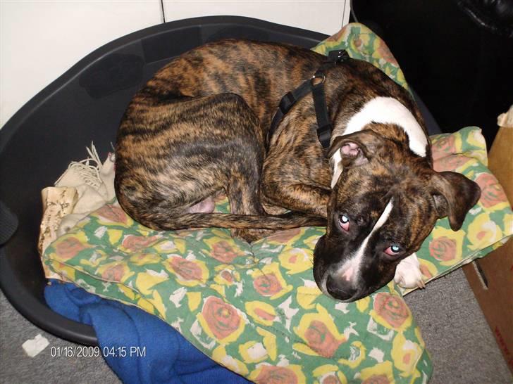 Amerikansk bulldog Tyson - Det var så den gang Tyson kun fyldte halvdelen af sin kurv:) han er vokset dobbelt siden billede 2