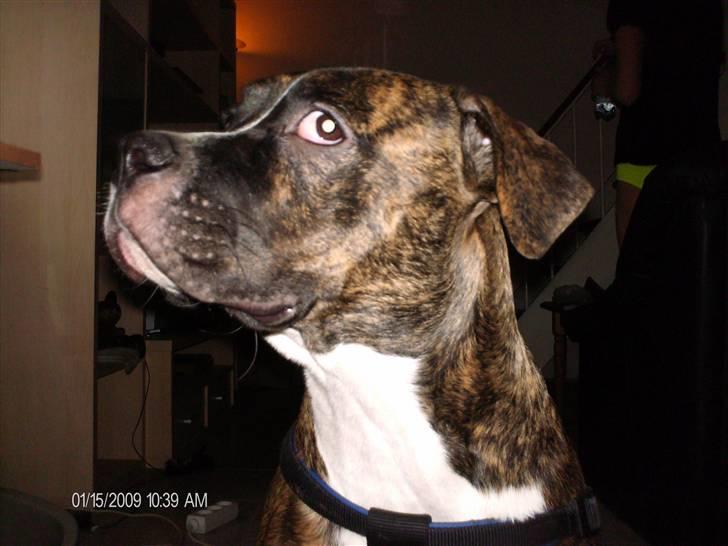 Amerikansk bulldog Tyson - Tyson kigger som en kamæleon  billede 4