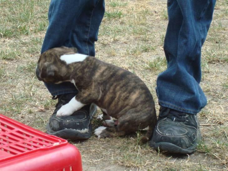 Amerikansk bulldog Tyson - tyson som ca 5 uger gammel billede 5