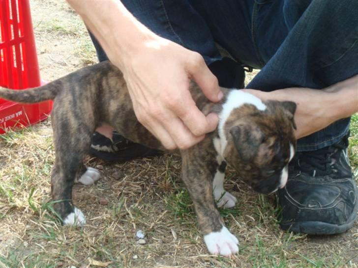 Amerikansk bulldog Tyson - tyson som ca 5 uger gammel billede 6