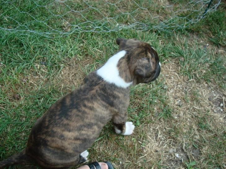 Amerikansk bulldog Tyson - tyson som ca 5 uger gammel billede 7