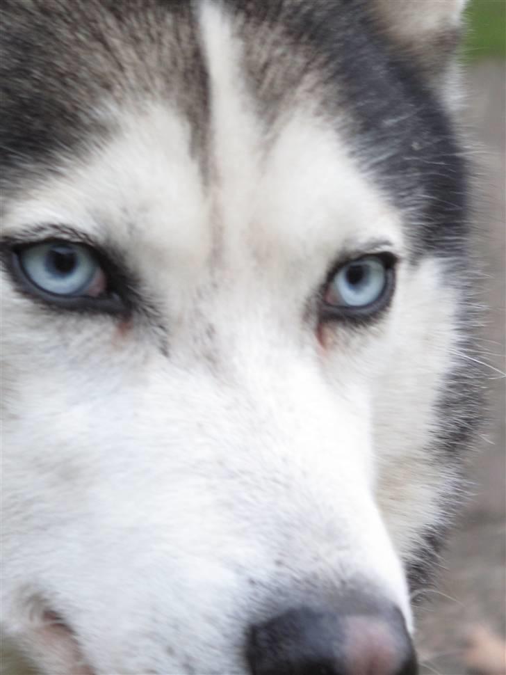 Siberian husky Sjanto - smukke øjne <3 billede 11