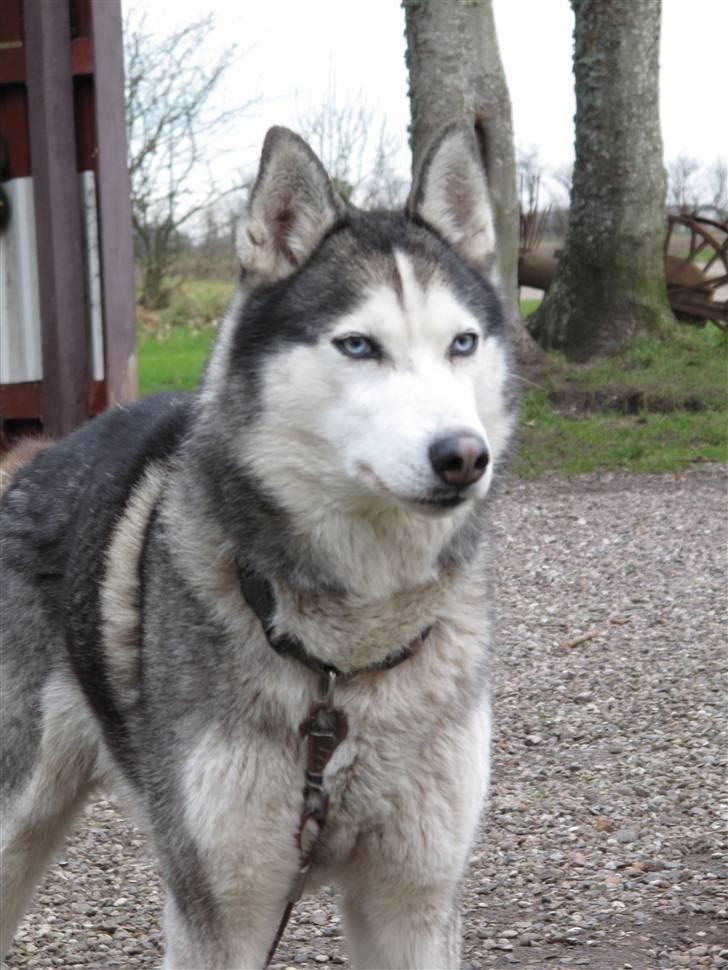 Siberian husky Sjanto billede 12