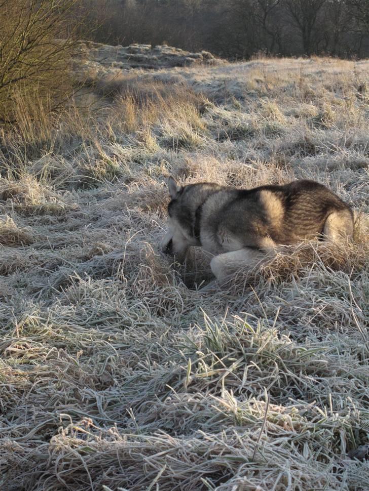 Siberian husky Sjanto billede 13