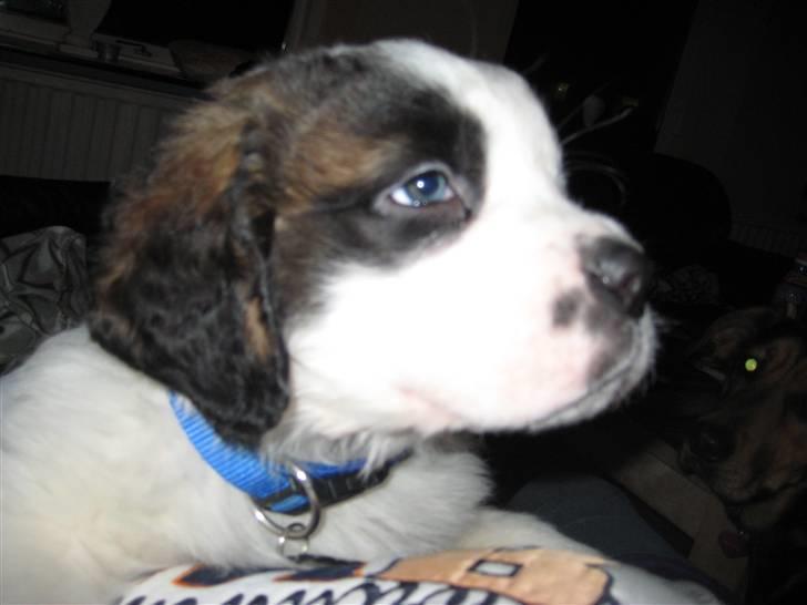 Sankt bernhardshund Basse - her er lille dejlige Basse billede 1